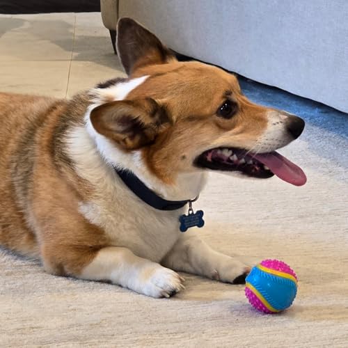 SPOT Sensory Ball for Soft Chewers - Stimulates All 5 Senses, Bell & Squeaker Sounds, Raised Nubs Clean Teeth, High Contrast Fetch Toy, Beef Scented, Durable TPR Rubber Ball, 2.5-inch - size: 2.5 inch (Pack of 1)
