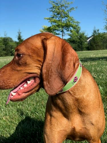 Large 15-22 Inch Dog Collar Ladybug Pattern Adjustable Pet Collar Durable Nylon Spring Dog Collar - size: Large 15-22"