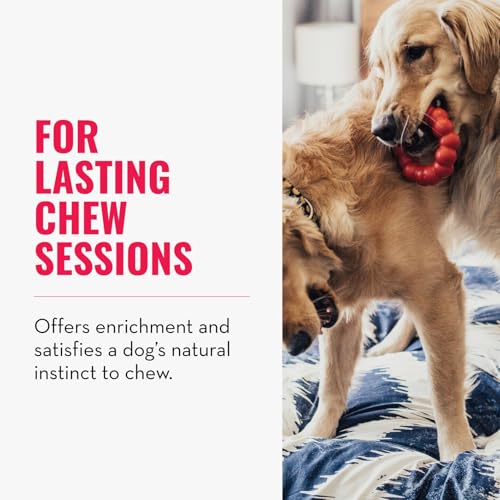 KONG Ring - Natural Rubber Ring Toy for Healthy Chewing Habits - Chew Toy Supports Dog Dental Health - Dog Toy Supports Instincts During Playtime - for Medium/Large Dogs - size: Medium