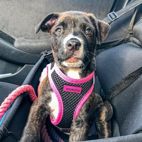 Best Pet Supplies - All Weather Mesh/Plush, Reflective, No Pull Harness for Small, Medium Dogs, Cats - Secure with Hook & Loop Fastener, Buckle, Double D-Rings - Black/Pink Trim, L - color: Harness (Black/Pink Trim), size: L (Chest: 18 - 20.5")