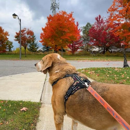 Best Pet Supplies Voyager Step-in Lock Pet Harness w Reflective Pet Leash Combo Set with Neoprene Handle 5ft - Supports Small, Medium and Large Breed Puppies/Cats - Army/Black Trim Set, L - color: Harness Leash Set (Army/Black Trim), size: L (Chest: 20 -