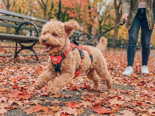 Tuff Pupper Escape Proof No Escape Dog Harness | 5 Point Adjustable Fit Harness for Dogs | Padded Dog Harnesses | Handle Dog Lift Harnesses - color: March Red, size: X-Small: 13-17 Inch Chest