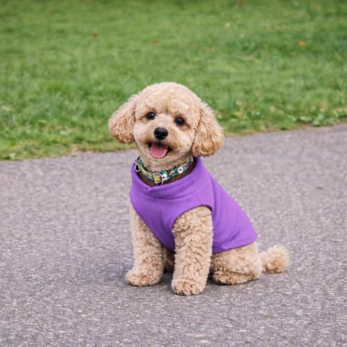 JACKO & CO - Fleece Vest Dog Sweater with Leash Ring - Soft, Warm & Lightweight Pullover Coat for Small & Medium Dogs, Puppies & Cats - Cozy Fall/Winter/Spring Pet Jacket (Purple, X-Small 2-4lbs) - color: Purple, size: XS (2-4lbs)