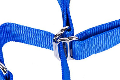 GOGO Pet Products 3/8-Inch Martingale Dog Collar, X-Small, Blue - color: Blue, size: Xsmall (3/8" web width)