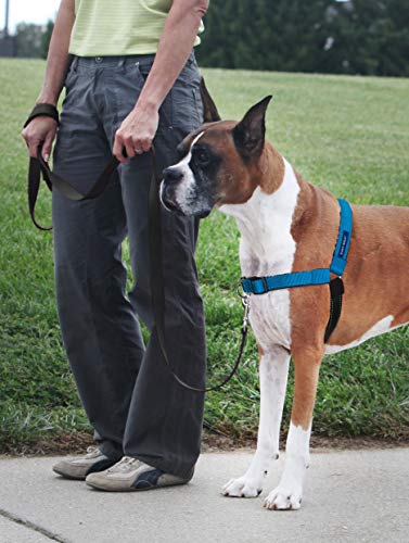 Petsafe Deluxe Easy Walk Harness, Large, Ocean Blue, EWH-D-HC-L-OCN - color: Ocean Blue, size: Large (Pack of 1)
