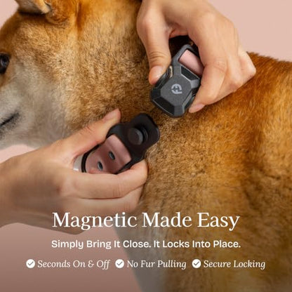 Fei & Eve VERO Dog Collar, Blush, Medium | MagEase Magnetic Buckle, Waterproof PVC, Odor Resistant, Easy Clean, Heavy Duty - color: Blush, size: M