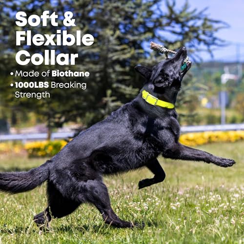 Regal Dog Products Small Yellow Dog Collar with Heavy Duty Double Buckle & D Ring | Vinyl Coated, Custom Fit, Adjustable Biothane Dog Collar | Chew Resistant Waterproof Center-Ring Collar for Dogs - color: Yellow, size: Small