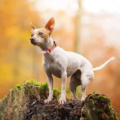 Roses&Poetry Reflective Dog Collar with Gradient Mistyrose, Adjustable Durable Pet Collars for Small Medium Large Dogs (Mistyrose-M) - color: Mistyrose, size: Medium