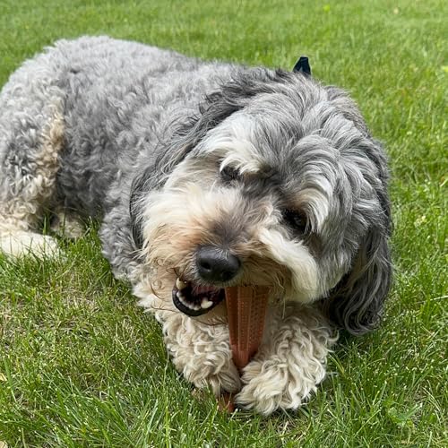 SPOT Bam-Bones Plus Coffee Wood T-Bone Dog Chew Toy, Beef Flavor, Nylon and Coffee Wood Fiber Blend, Durable Chew for Heavy Chewers and Dogs Under 90 lbs, Non-Splintering Dental Chew, 7 Inch - size: 7 Inch (Pack of 1)