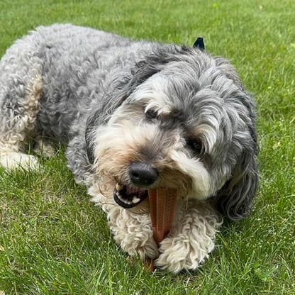 SPOT Bam-Bones Plus Coffee Wood T-Bone Dog Chew Toy, Beef Flavor, Nylon and Coffee Wood Fiber Blend, Durable Chew for Heavy Chewers and Dogs Under 90 lbs, Non-Splintering Dental Chew, 7 Inch - size: 7 Inch (Pack of 1)