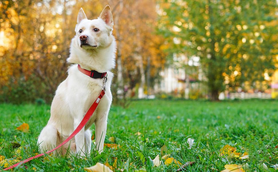 Basic Dog Leashes 6 FT Padded Handle Nylon Dogs Leashes for Small Dogs Red - color: Red, size: Small : 5/8" x 6 FT