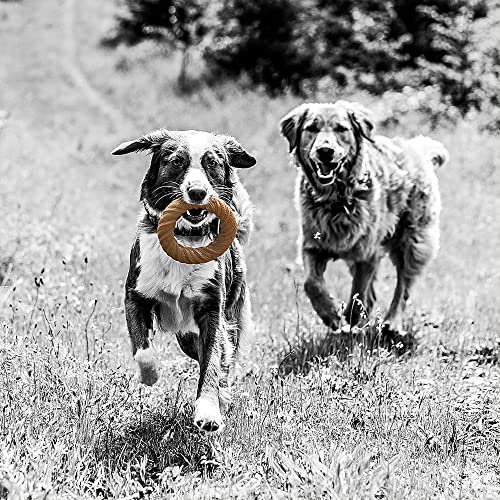 Pet Qwerks Chew Ring BarkBone - Durable Dog Toys for Moderate & Aggressive Chewers - Peanut Butter Flavor - 5.75" (Pack of 3) - size: 5.75" (Pack of 3)