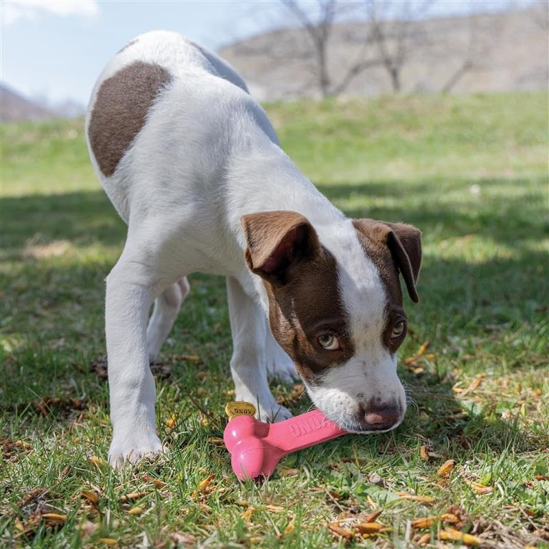 KONG Puppy Goodie Bone - Stuffable Natural Rubber Chew Toy for Small Dogs & Teething Puppies - Pink - color: Pink, size: Small