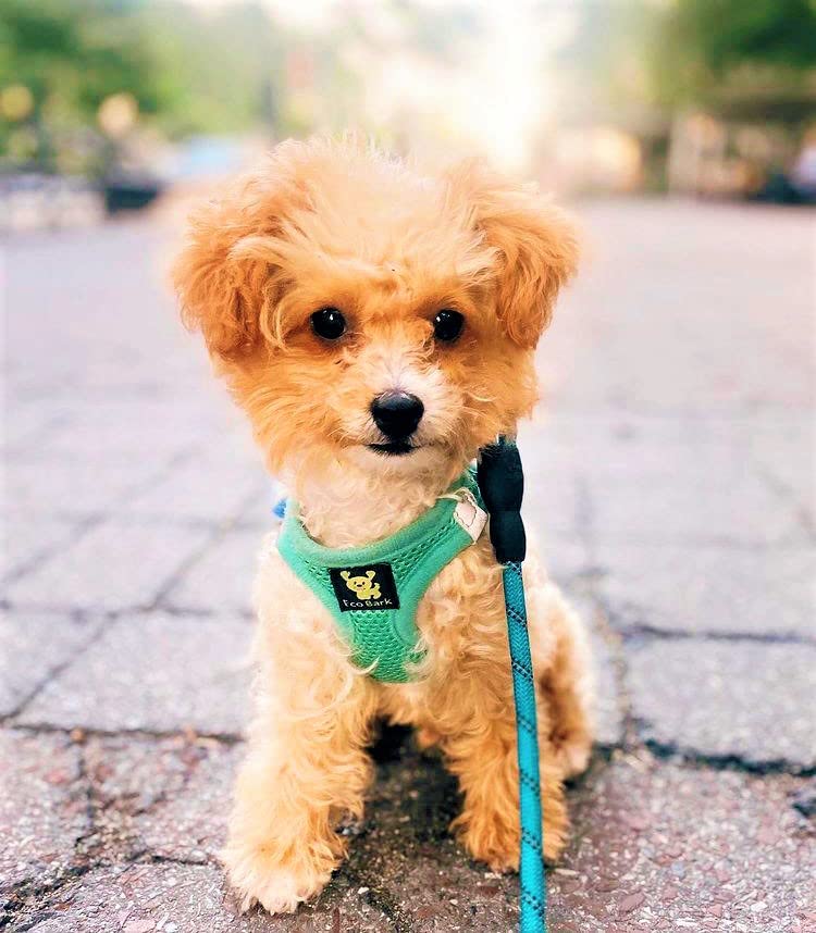 EcoBark Premium Teacup Dog Harness - Luxury Soft Tiny and Toy Breed Harness for Puppy - Mini Step in Vest Body Halter Under 5 lbs (XXXS, Mint) - color: Mint Turquoise, size: XXXS- 2 to 3 lbs- Chest up to 10 in (Pack of 1)
