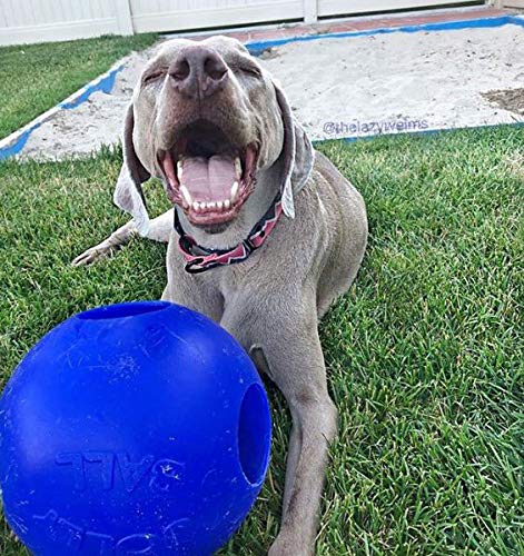 Jolly Pets Teaser Ball Dog Toy, Extra Large/10 Inches, Blue - color: Blue, size: XL (10 in)