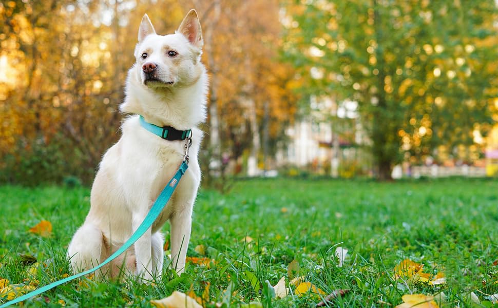Basic Dog Leashes 6 FT Padded Handle Nylon Dogs Leashes for Small Dogs Light Blue - color: Light Blue, size: Small : 5/8" x 6 FT