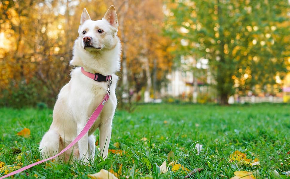 Basic Dog Leashes 6 FT Padded Handle Nylon Dogs Leashes for Small Dogs Pink - color: Pink, size: Small : 5/8" x 6 FT