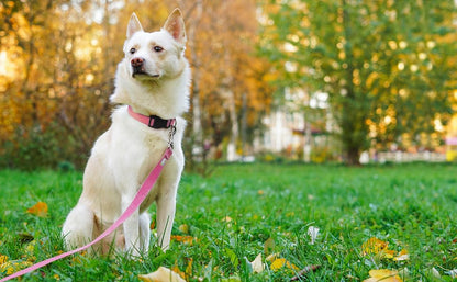 Basic Dog Leashes 6 FT Padded Handle Nylon Dogs Leashes for Small Dogs Pink - color: Pink, size: Small : 5/8" x 6 FT