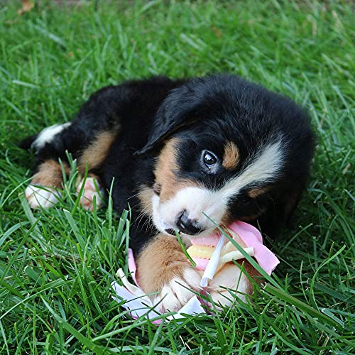 SmartPetLove Original Snuggle Puppy Essentials Starter Kit - Heartbeat Puppy for Dogs - Calming Aid with 3 Heat Packs, Puppy Teething Toy, Dog Chew Toy and Dog Blanket - color: Pink