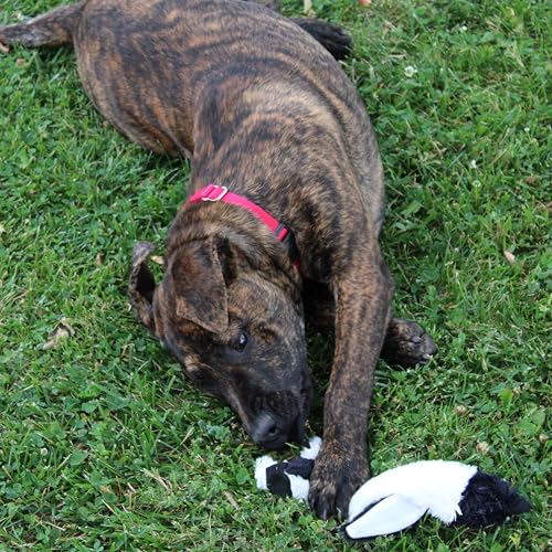 SPOT Skinneeez Stuffing Free Arctic Animal Dog Toy - with Squeaker in Head and Tail, Stuffingless Design is Great for Moderate Chewers, Tug Toy for Small Puppies & Dogs - 15in, Assorted Styles, 1 Toy - size: Small/15 Inch (Pack of 2)