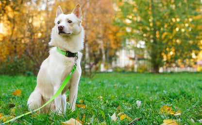 Basic Dog Leashes 6 FT Padded Handle Nylon Dogs Leashes for Small Dogs Green - color: Green, size: Small : 5/8" x 6 FT