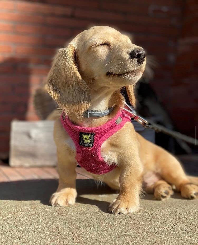 EcoBark Pink XXXS Dog Harness, Soft Mesh No Pull Mini Body Halter for Toy Breeds up to 10in, Escape Proof, Recycled Straps, Adjustable, Teacup Dog Harness Vest Under 5lbs - color: Pink, size: XXXS- 2 to 3 lbs- Chest up to 10 in (Pack of 1)