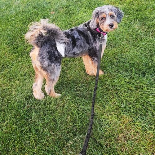 WYuZe 4FT Bungee Dog Leash Shock Absorbing Handle for Small Medium Dogs | Reflective Elastic Nylon Leash Soft Padded Handle, Stretch to 5.5ft, No Tangle for Anti-pull Walking Training, Black - color: Black