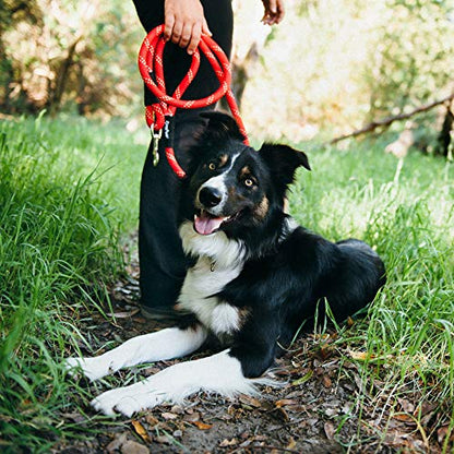 ZippyPaws Zp338 Climbers Rope Leash Original 6 Ft - Purple Dog Lead - color: Purple, size: 6 Feet