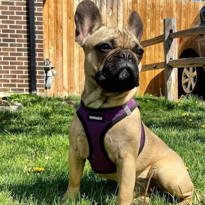 Best Pet Supplies Voyager Step-in Air Harness - All Weather Mesh, Reflective, No Pull Harness for Dogs, Cats - Secure with Hook & Loop Fastener, Buckle, Double D-Rings - Purple/Black Trim, M - color: Harness (Purple/Black Trim), size: M (Chest: 16 - 18")