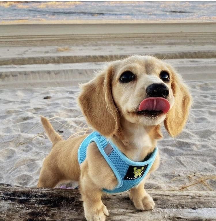 EcoBark Teacup Dog Harness- Luxury Soft Step in Dog Harness for Puppy & Tiny Dogs - Reflective Mini Body Halter Vest (XXXS Baby Blue) - color: Sky Blue, size: XXXS- 2 to 3 lbs- Chest up to 10 in (Pack of 1)