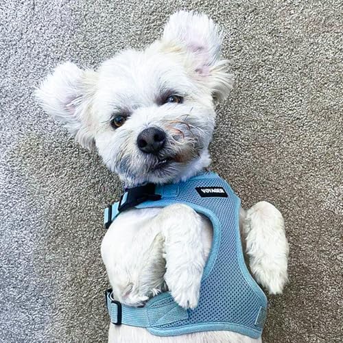 Best Pet Supplies Voyager Step-in Lock Pet Harness w Reflective Pet Leash Combo Set with Neoprene Handle 5ft - Supports Small, Medium and Large Breed Puppies/Cats - Baby Blue Set, L - color: Harness Leash Set (Baby Blue), size: L (Chest: 20 - 25")