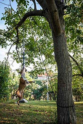 YES4QUALITY Flirt Pole for Dogs, 2 Durable Spring Poles with Strong Dog Rope Toy, Heavy Duty Lure Pole for Dogs of Any Size, Dog Toy for Fun Obedience Training & Exercise, Pull & Tug of War Toy - size: Spring Pole