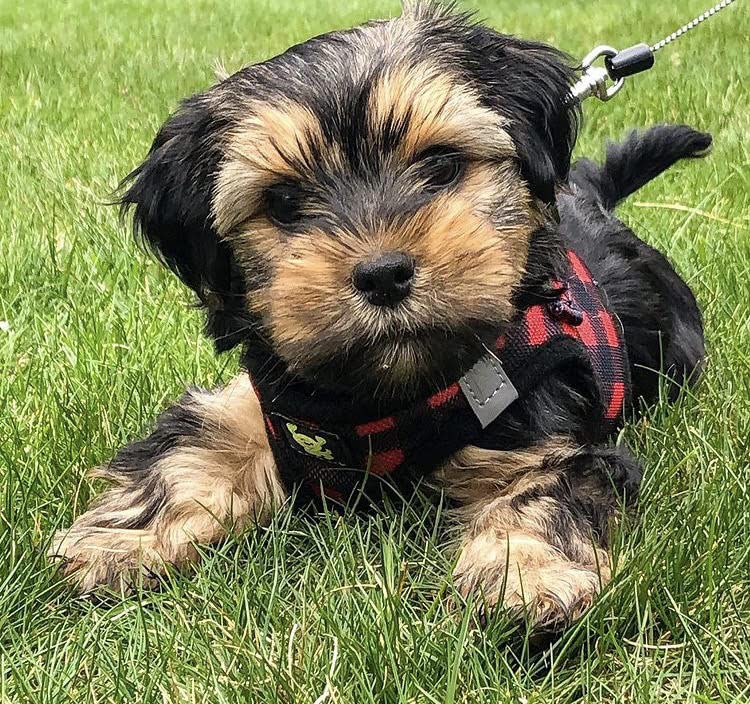 EcoBark Step in Dog Harness - Eco-Friendly Teacup Dog Harnesses for XXS, XS, and Small Dogs - Reflective and Adjustable Mini Body Halter Vest -Tiny Soft Mesh Toy Breed Harness (XXXS, Plaid) - color: Buffalo Check Plaid, size: XXXS- 2 to 3 lbs- Chest up to