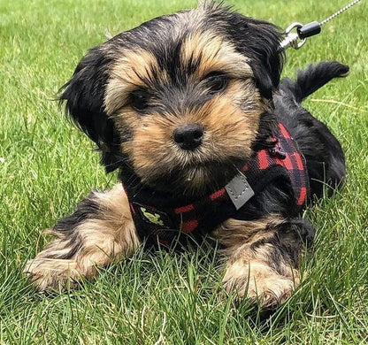 EcoBark Step in Dog Harness - Eco-Friendly Teacup Dog Harnesses for XXS, XS, and Small Dogs - Reflective and Adjustable Mini Body Halter Vest -Tiny Soft Mesh Toy Breed Harness (XXXS, Plaid) - color: Buffalo Check Plaid, size: XXXS- 2 to 3 lbs- Chest up to
